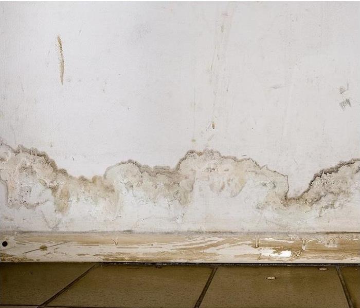 Mold growing on wall just above baseboard