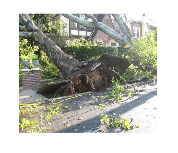 uprooted tree falling on home