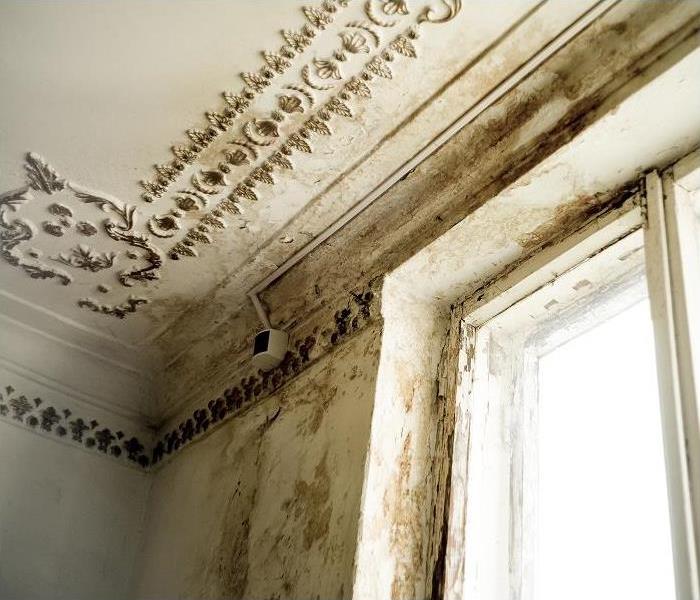 Mold on windowsill, ceiling, and wall